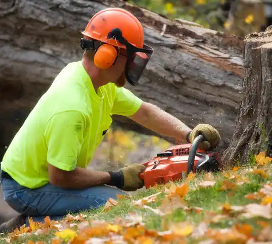 tree services Calhoun